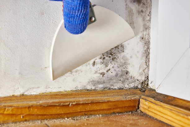 Best Dehumidification Services  in Sandoval, IL