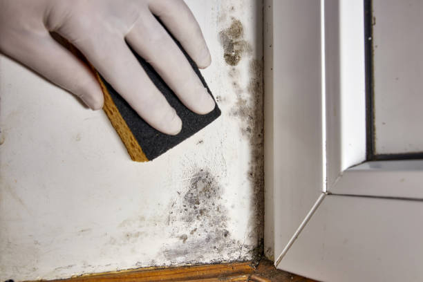 Best Mold Odor Removal Services  in Sandoval, IL